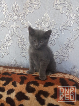 Котенок британец 1,5 мес. Донецк - изображение 1