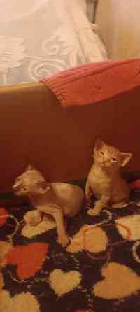 Котята сфинкс Донецк