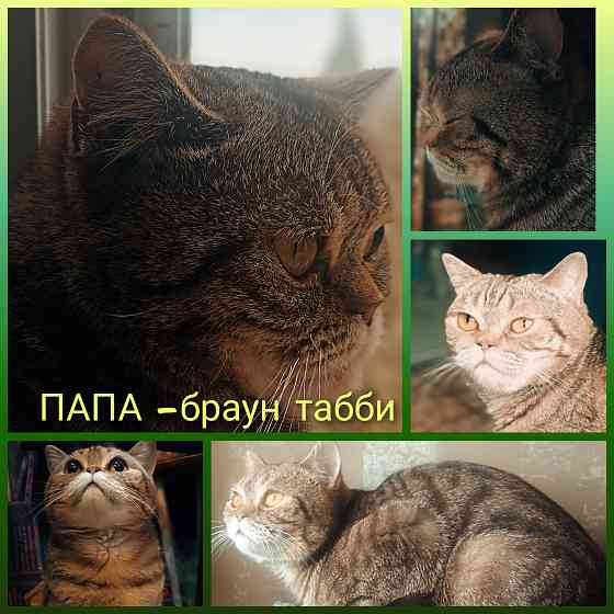 Британский котенок Макеевка