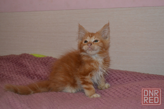 Котик мейн-кун красный мрамор Донецк - изображение 1