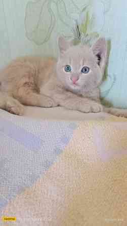 Котенок в хорошие руки Горловка