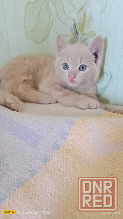Котенок в хорошие руки Горловка - изображение 1