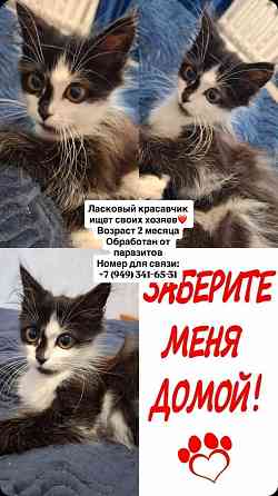 Отдам в добрые руки Макеевка