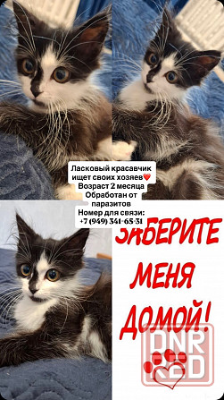 Отдам в добрые руки Макеевка - изображение 2