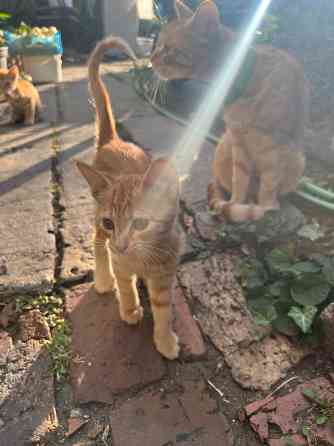 Рыжие котята Донецк