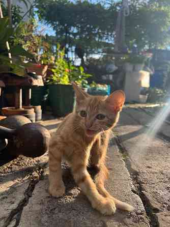 Рыжие котята Донецк