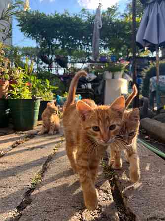Рыжие котята Донецк