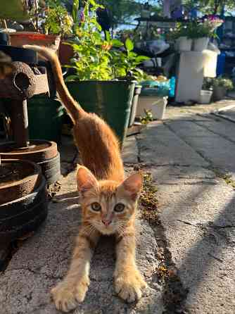 Рыжие котята Донецк