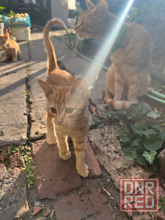Рыжие котята Донецк - изображение 2