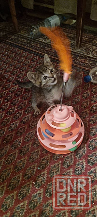 Отдам котят в хорошие руки Донецк - изображение 2