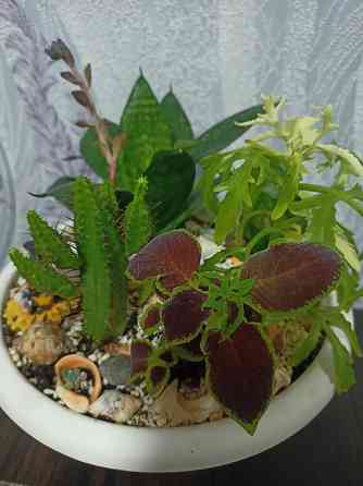 Комнатные цветы Донецк