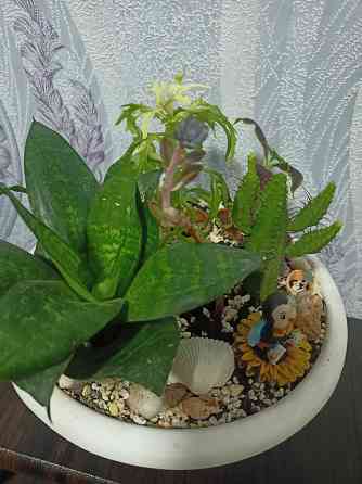 Комнатные цветы Донецк