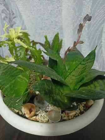 Комнатные цветы Донецк