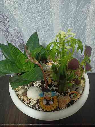 Комнатные цветы Донецк