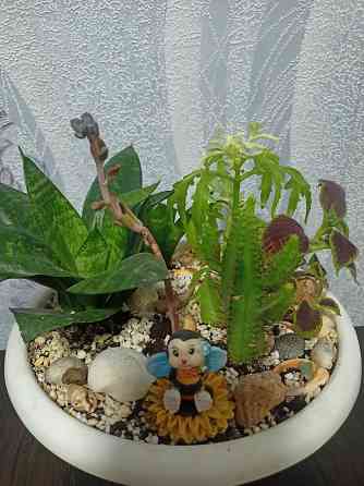 Комнатные цветы Донецк