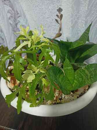 Комнатные цветы Донецк