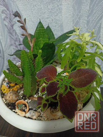 Комнатные цветы Донецк - изображение 1