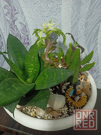 Комнатные цветы Донецк - изображение 4