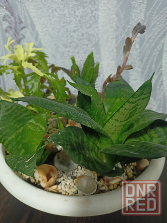 Комнатные цветы Донецк - изображение 5