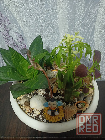 Комнатные цветы Донецк - изображение 3