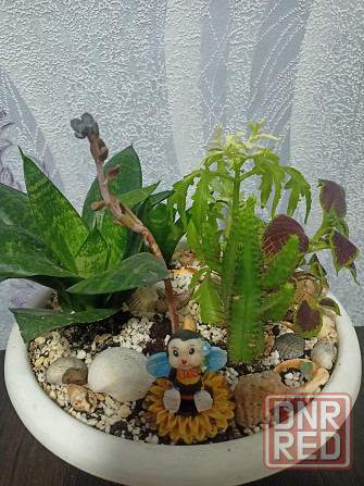 Комнатные цветы Донецк - изображение 2