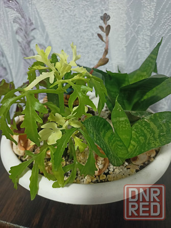 Комнатные цветы Донецк - изображение 6