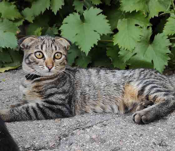 Котята шотландская вислоухая Донецк