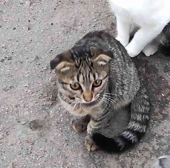Котята шотландская вислоухая Донецк
