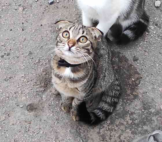 Котята шотландская вислоухая Донецк