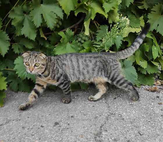 Котята шотландская вислоухая Донецк