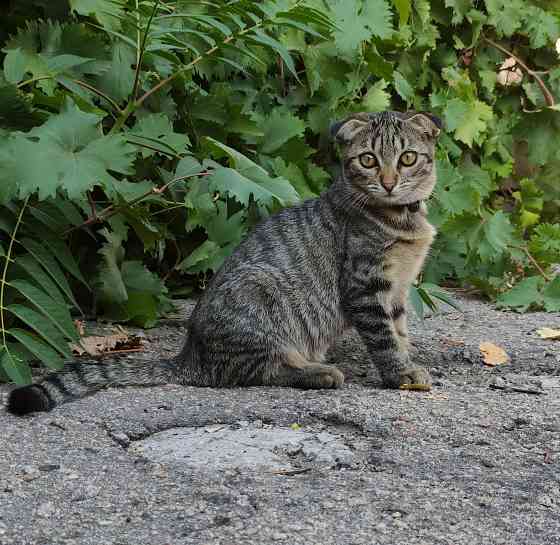 Котята шотландская вислоухая Донецк