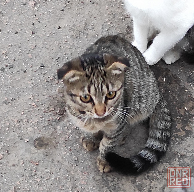 Котята шотландская вислоухая Донецк - изображение 5