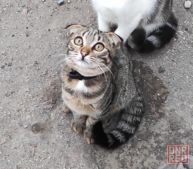 Котята шотландская вислоухая Донецк - изображение 4