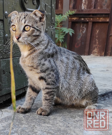 Котята шотландская вислоухая Донецк - изображение 6