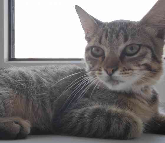 Котенок Донецк