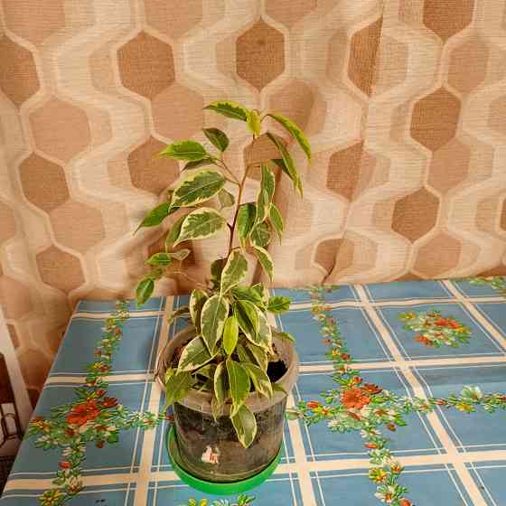 Продам саженец фикуса Донецк