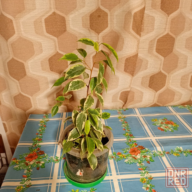 Продам саженец фикуса Донецк - изображение 1