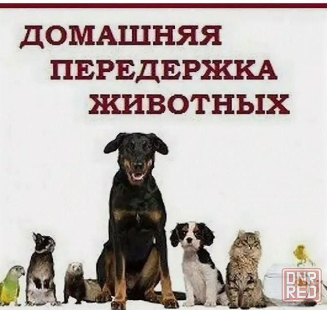 Передержка Донецк - изображение 2