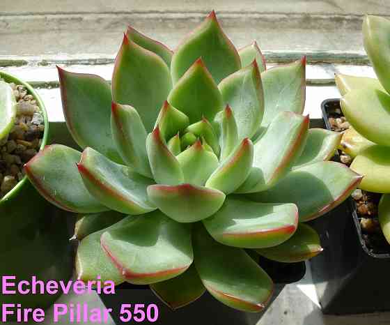 Суккуленты Echeveria Китай Корея Севастополь