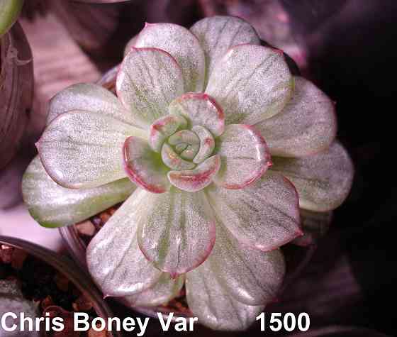 Суккуленты Echeveria Китай Корея Севастополь