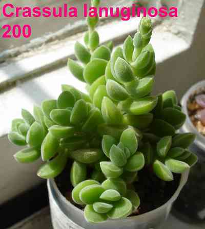 Суккуленты Echeveria Китай Корея Севастополь