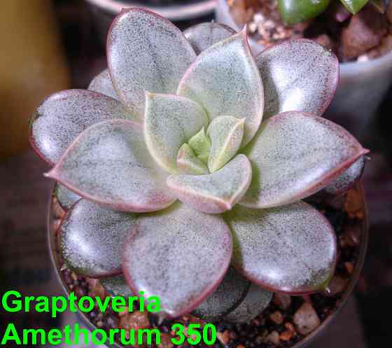 Суккуленты Echeveria Китай Корея Севастополь