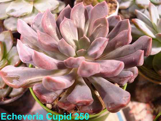 Суккуленты Echeveria Китай Корея Севастополь