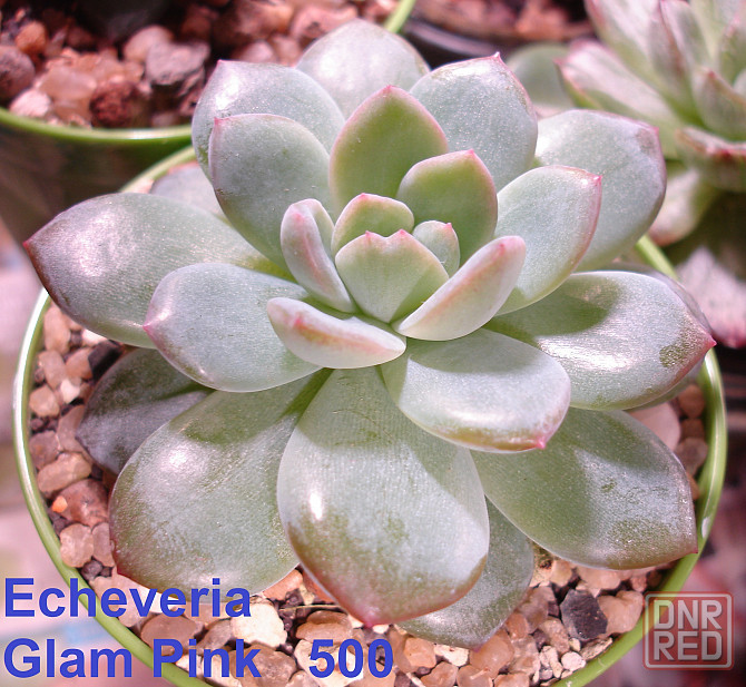 Суккуленты Echeveria Китай Корея Севастополь - изображение 8