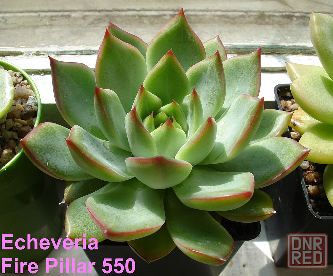 Суккуленты Echeveria Китай Корея Севастополь - изображение 3