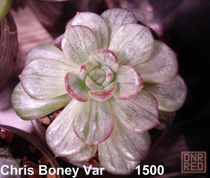 Суккуленты Echeveria Китай Корея Севастополь - изображение 1