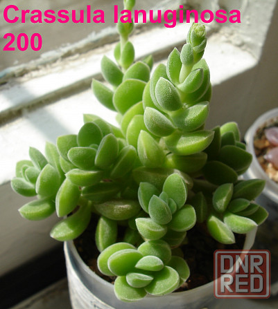 Суккуленты Echeveria Китай Корея Севастополь - изображение 5