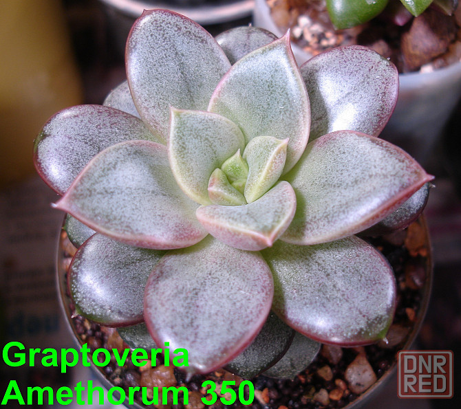 Суккуленты Echeveria Китай Корея Севастополь - изображение 2