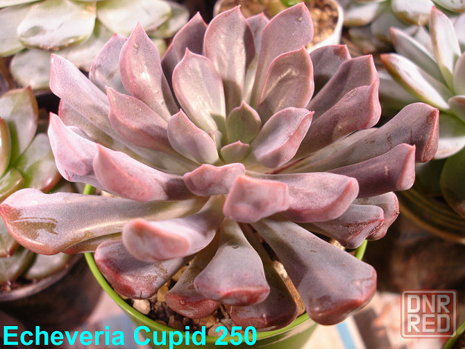 Суккуленты Echeveria Китай Корея Севастополь - изображение 6