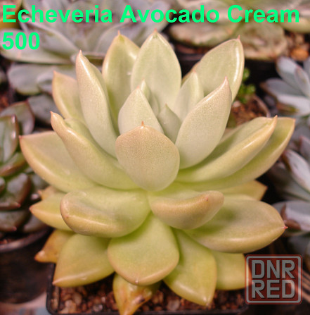 Суккуленты Echeveria Китай Корея Севастополь - изображение 4